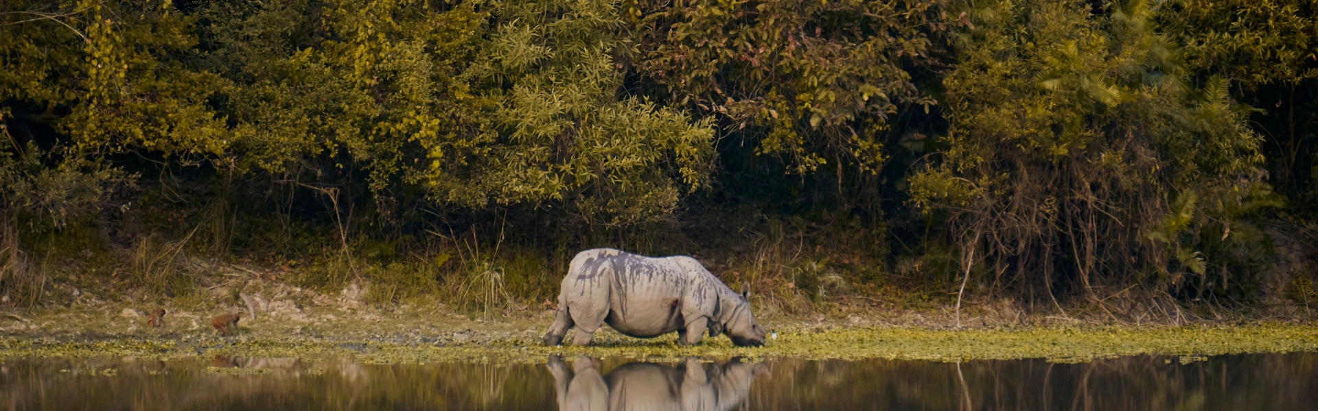 7 Best Things to Do on a Chitwan Jungle Safari (And the Best Time to Go)