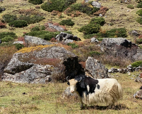 Himalayan yak 