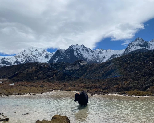 Himalayan yak