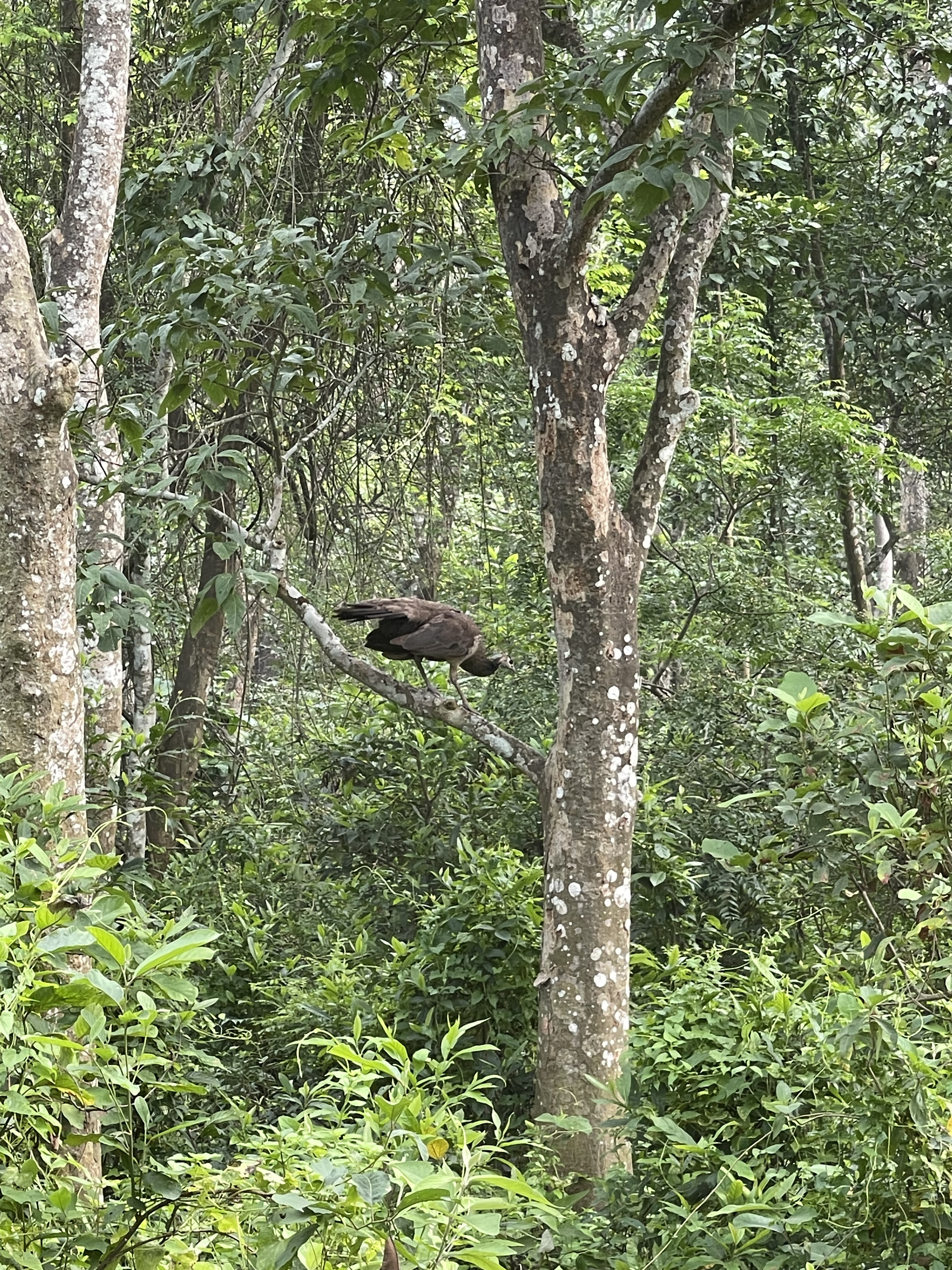 Bird Watching Chitwan
