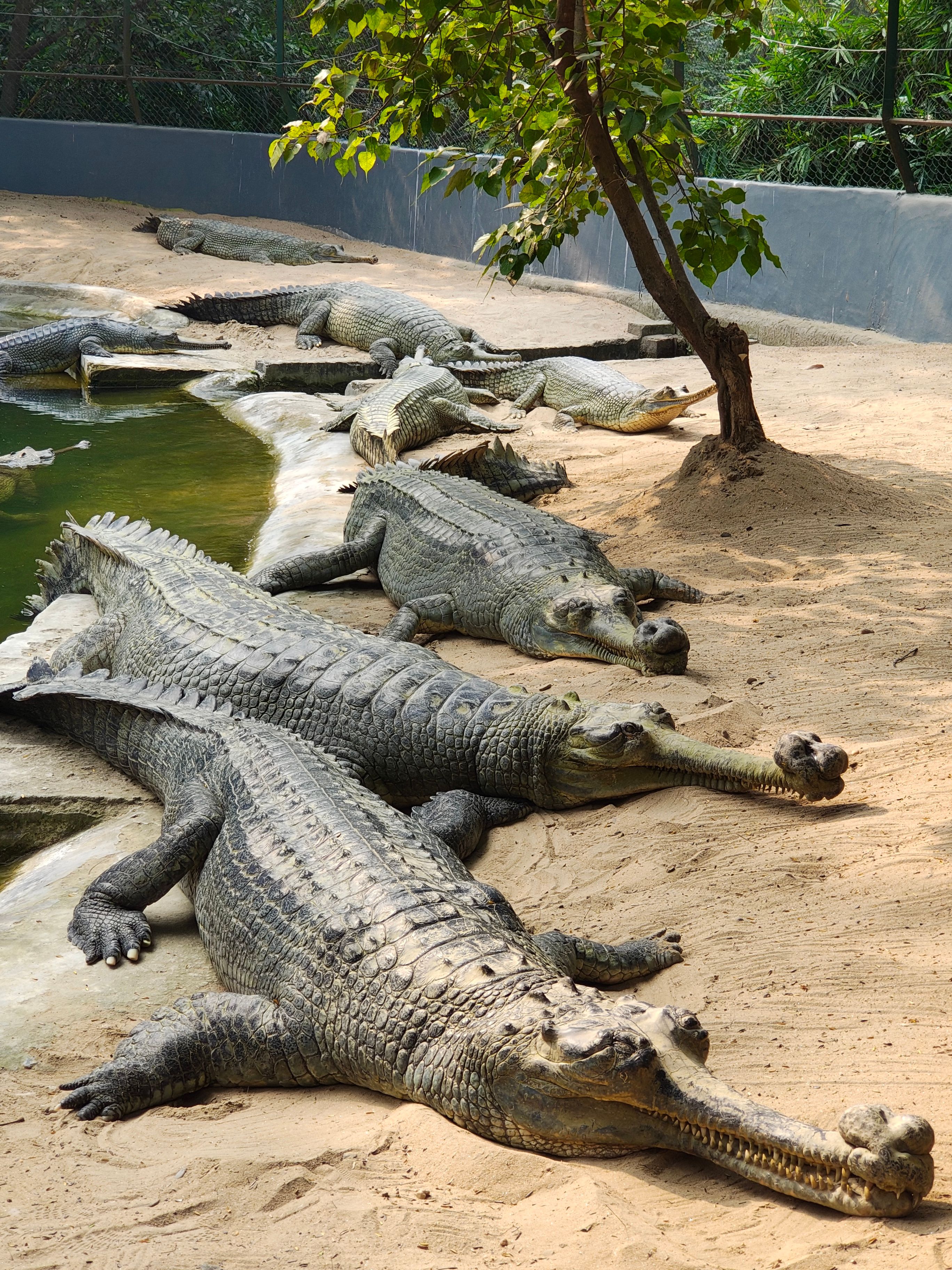 Gharial Breeding