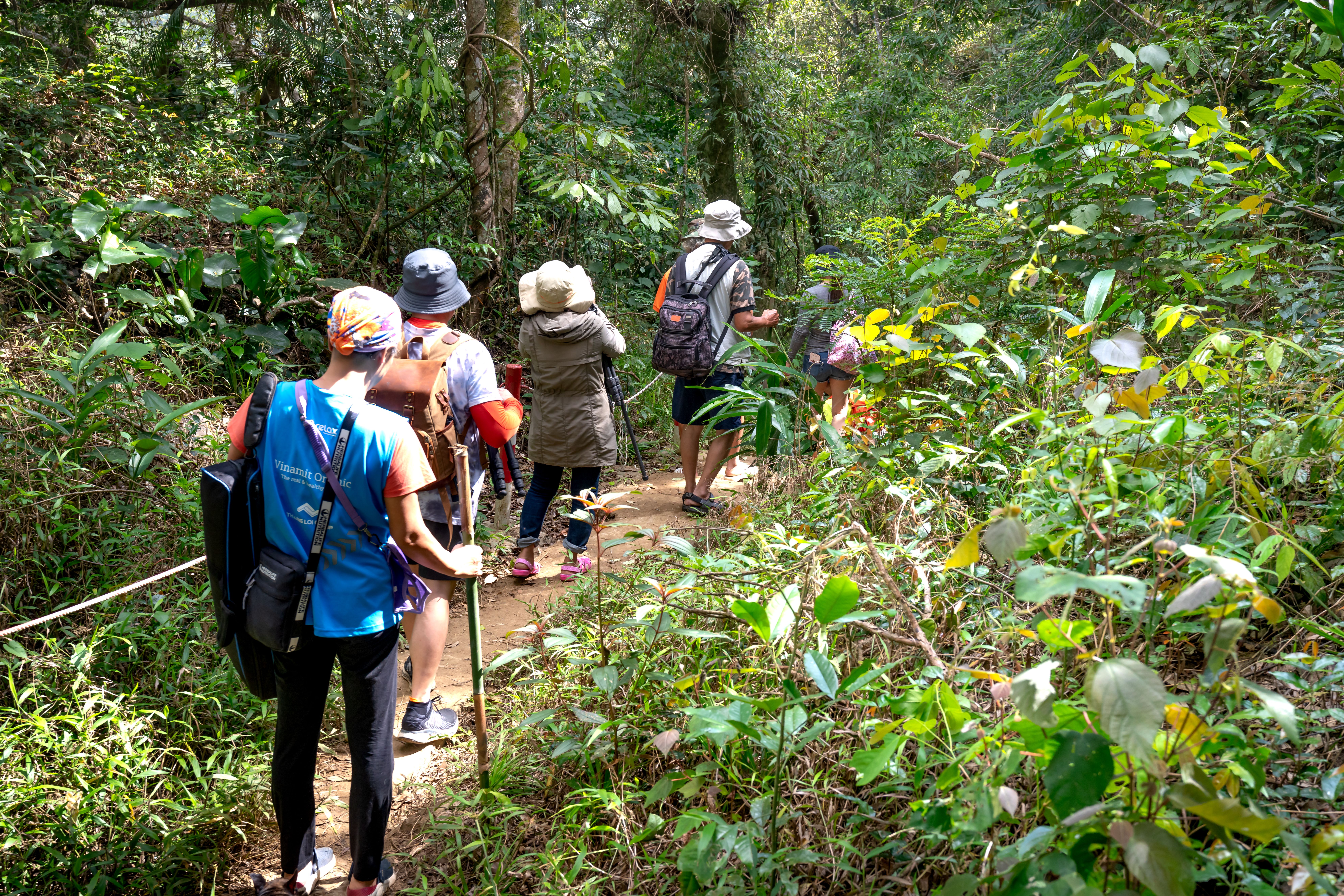 Guided Jungle walk