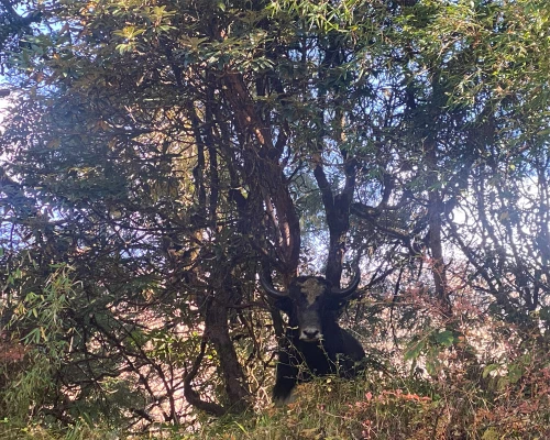 Himalayan Yak
