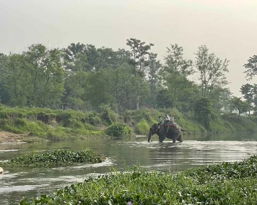 Safari In Chitwan