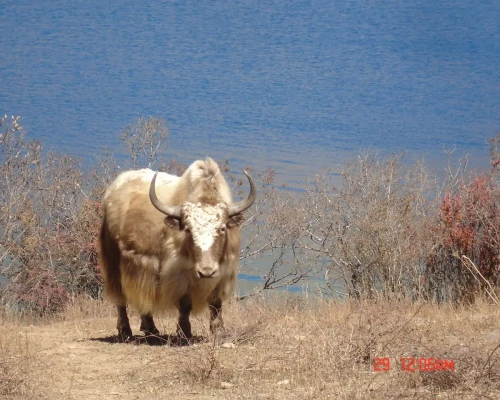 Yak Dolpo Trek